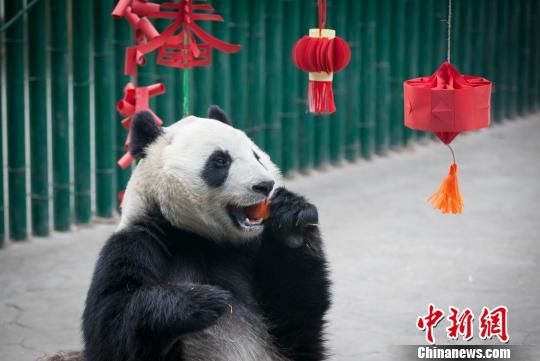 四只大熊猫在沈阳品东北味“年夜饭”