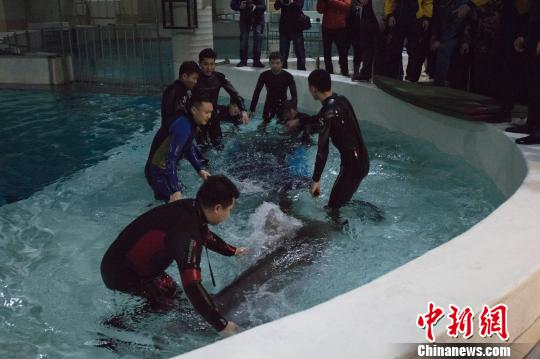 橫跨三省長途旅行5隻海豚順利抵達冰城