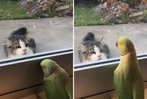 鸚鵡隔著窗戶逗貓：“來玩躲貓貓啊”在新西蘭，鸚鵡和住在街對面的貓之間展開了一場友好的躲貓貓比賽。這隻鸚鵡不僅能模仿人類的語言，還能在適當的時候發出“躲貓貓”的叫聲。它透過窗戶逗弄鄰居家飢餓的小貓，隻見它先是躲在窗框下面假裝消失，然后又突然叫一聲“啪”，重新出現。【詳細】國際新聞︱國際熱圖